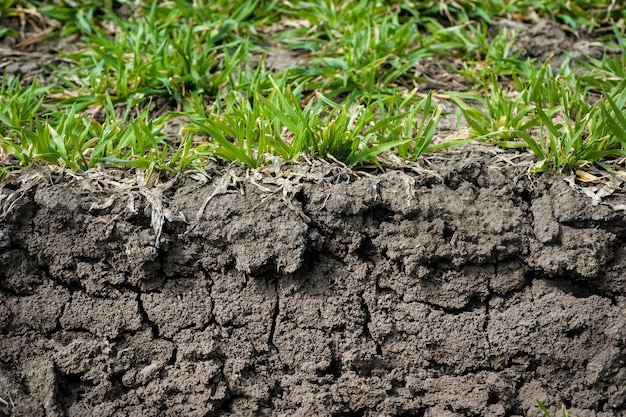 Hierba de trigo verde y una rebanada de plantas del suelo después de los brotes muertos de invierno