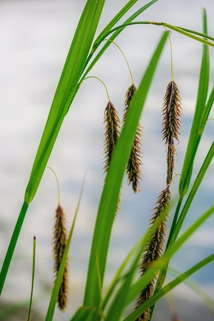 Hierba de verano con semillas en la orilla del río.