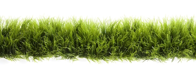 La hierba verde aislada sobre un fondo blanco