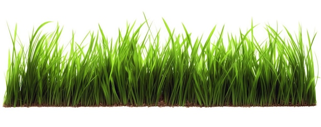 Hierba verde aislada sobre un fondo blanco