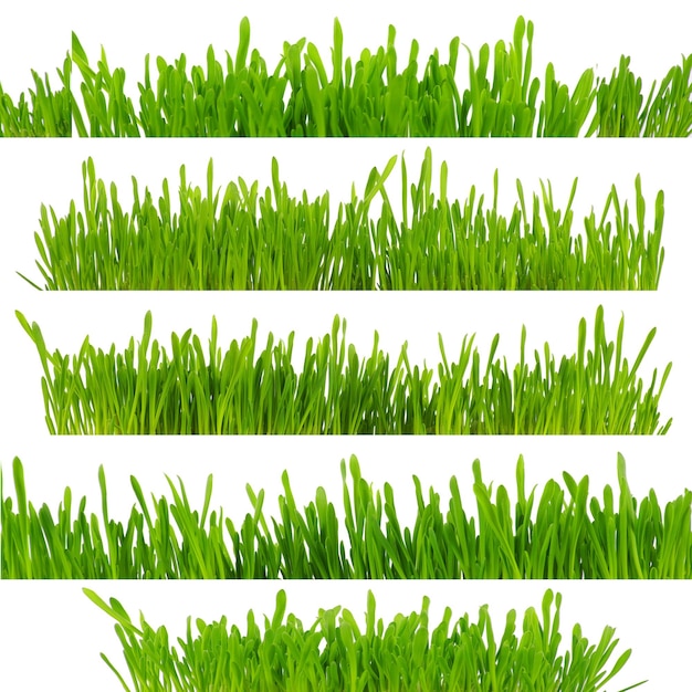 hierba verde aislado sobre fondo blanco