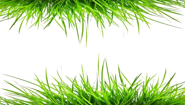 Foto hierba verde aislado sobre fondo blanco.