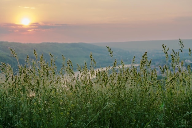 Hierba verde al atardecer en la quema de fondo del río