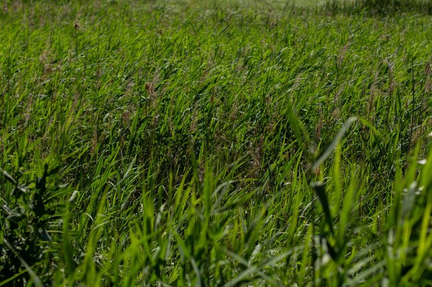 Hierba verde alta y densa en el prado