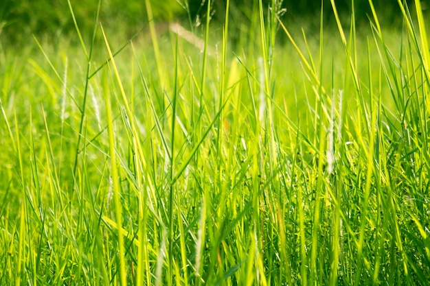 Hierba verde a la altura de los ojos para el fondo o el diseño gráfico