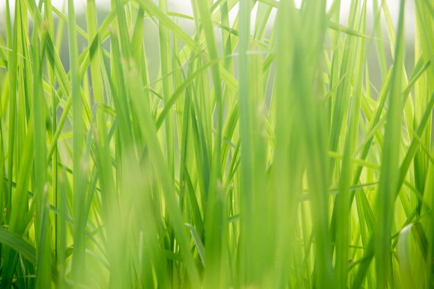 Hierba verde a la altura de los ojos para el fondo o el diseño gráfico