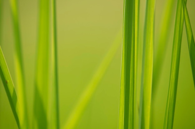 Hierba verde a la altura de los ojos para el fondo o el diseño gráfico