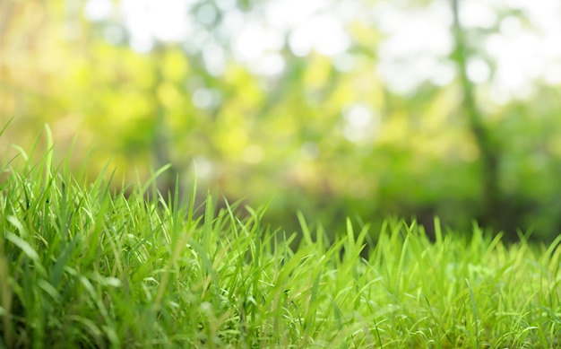 Hierba verde archivada de cerca con fondo desenfocado