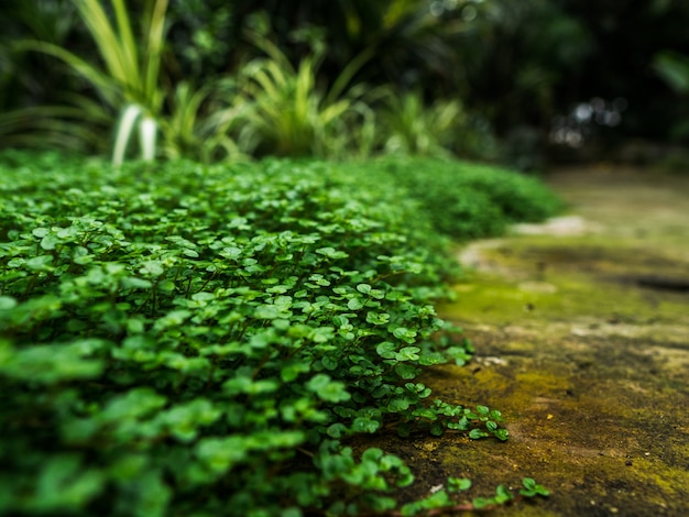 La hierba verde arrastra una alfombra por un sendero