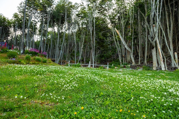 Foto hierba verde en el bosque con árboles en el fondo