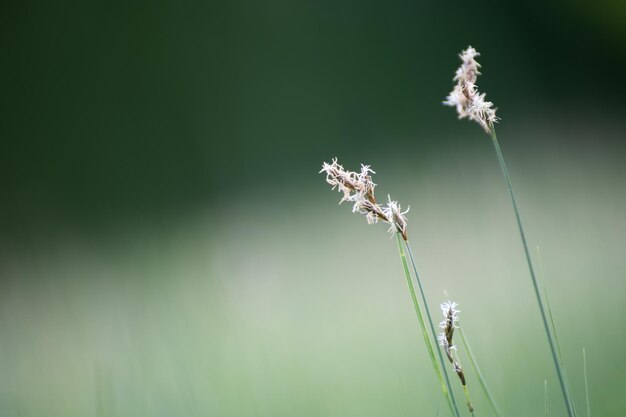 Hierba verde en el bosque. Imagen macro, profundidad de campo baja. Hermoso fondo de naturaleza de verano