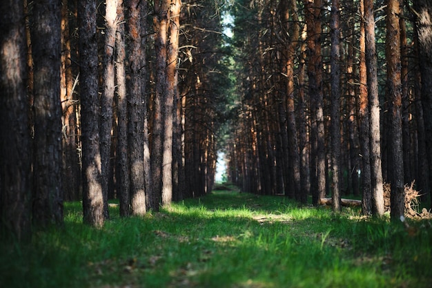 Hierba verde en un bosque de pinos entre filas de árboles cálido día soleado de verano