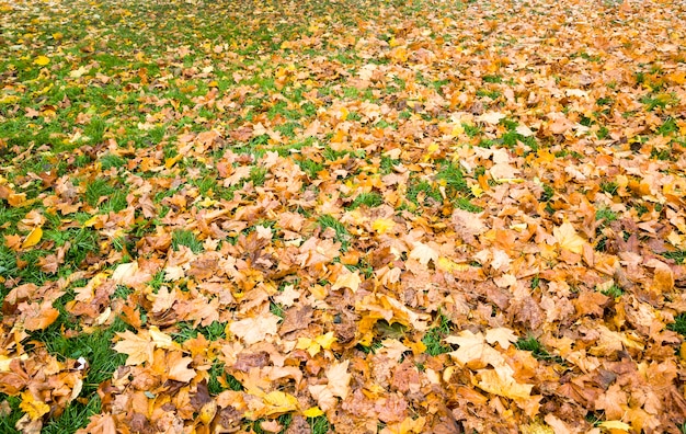 Hierba verde brillante cubierta de follaje seco amarillo caído durante la caída de las hojas de los árboles