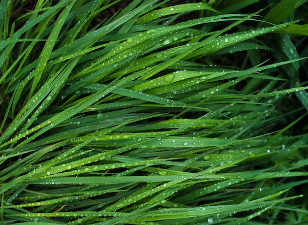 Hierba verde brillante con gotas de agua de lluvia