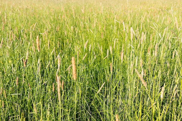 Hierba verde brillante, verano soleado, fondo de pradera exuberante