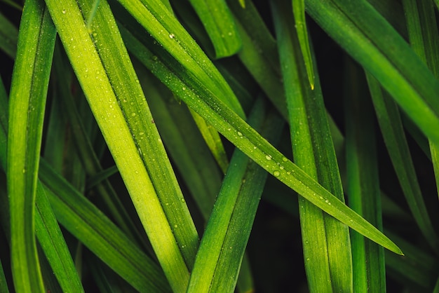 Hierba verde brillante vívida natural con gotas de rocío