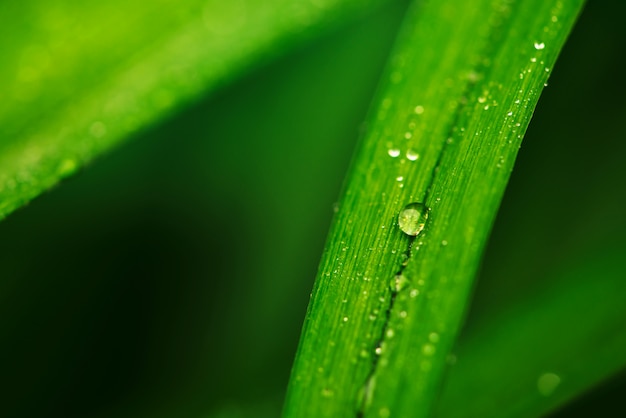 Hierba verde brillante vívida natural con gotas de rocío