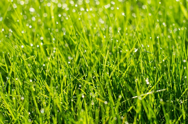 Hierba verde con brillantes gotas de rocío, fondo borroso