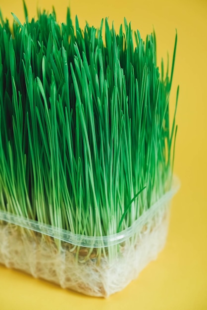 Hierba verde brotada en un recipiente de plástico transparente sobre un fondo amarillo