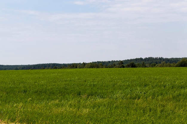 Hierba verde en un campo agrícola en el verano, agricultura para el cultivo de hierba