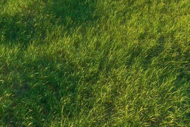 Hierba verde y campo brillantepaisaje naturalrepresentación 3d
