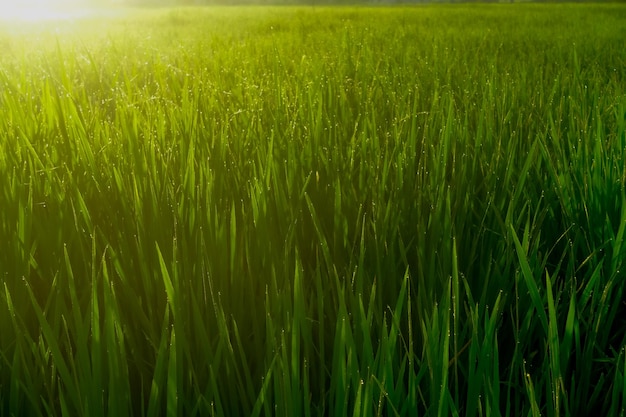 Hierba verde en el campo con el sol brillando en el horizonte