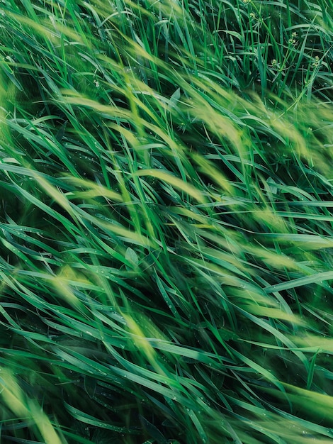 hierba verde en un campo de verde