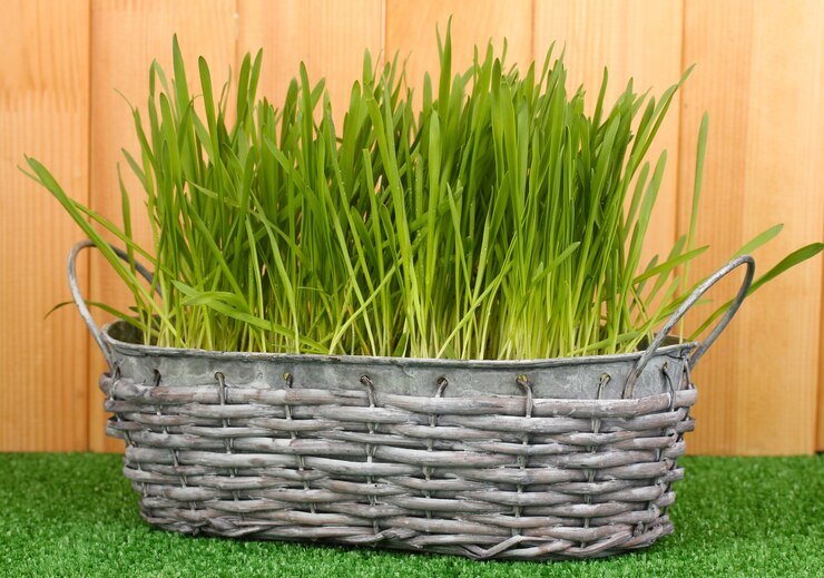 Foto hierba verde en la canasta cerca de la valla