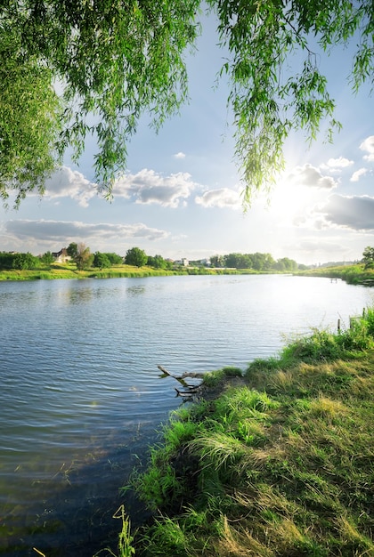 Hierba verde cerca del río tranquilo en verano