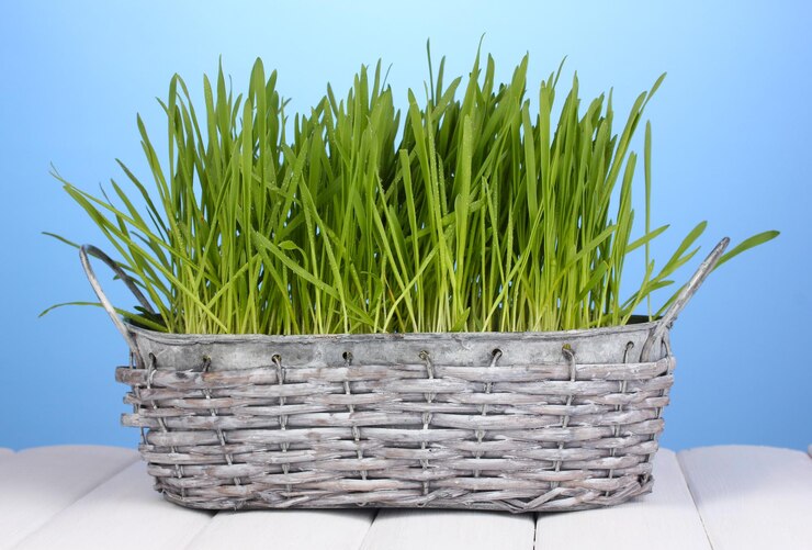 Foto hierba verde en la cesta en la mesa de madera sobre fondo azul.