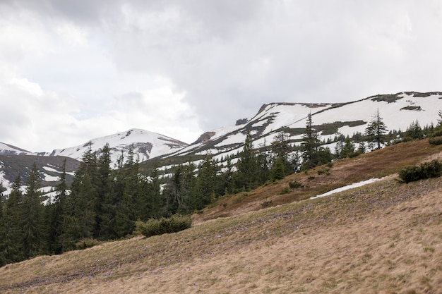 Hierba verde con cielo azul y montaña de nieve