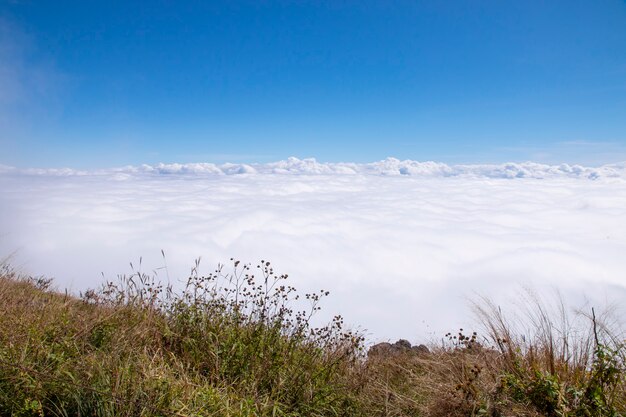 Hierba verde y cielo azul con nubes.