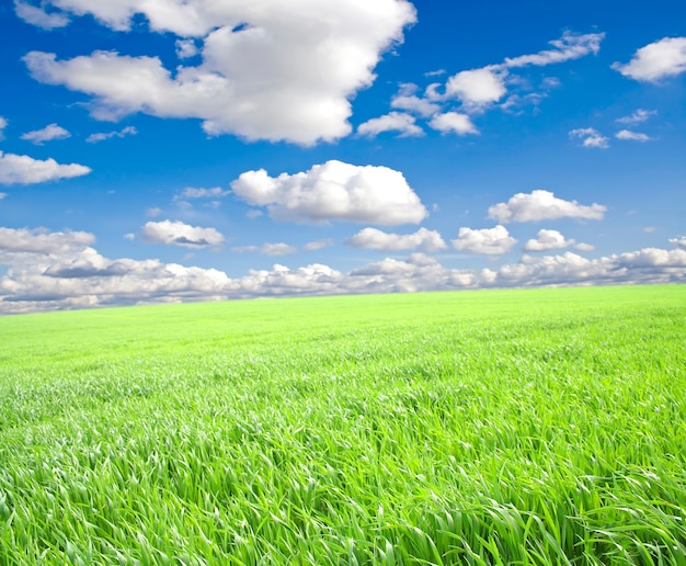 Hierba verde bajo un cielo azul