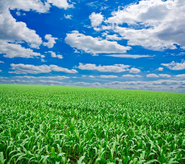 Hierba verde bajo un cielo azul