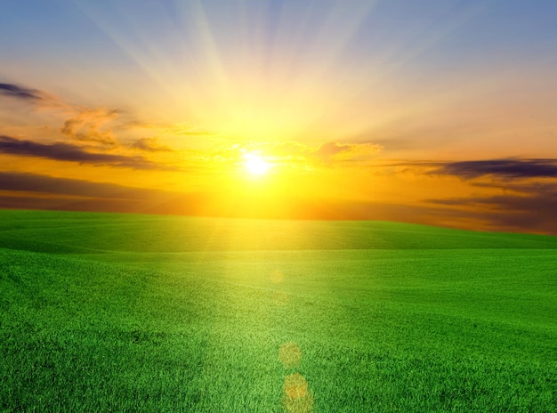 Foto hierba verde bajo un cielo azul