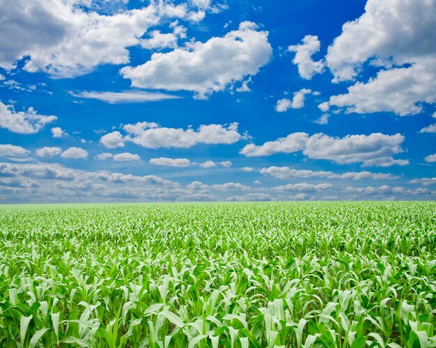 Hierba verde bajo un cielo azul