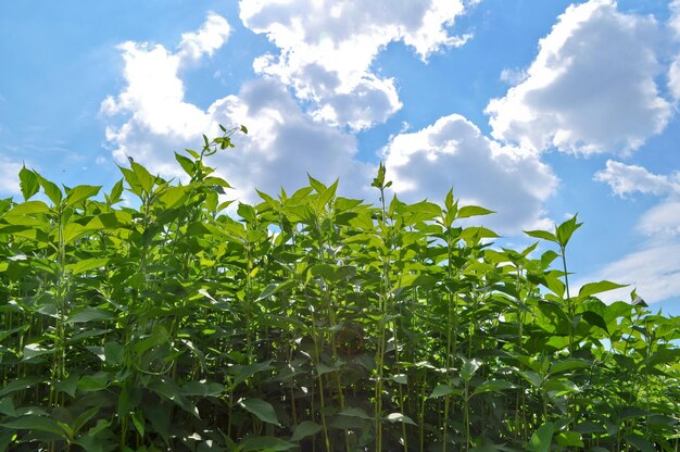 Hierba verde y cielo azul