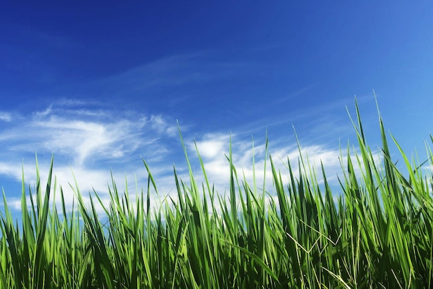 Hierba verde y cielo azul