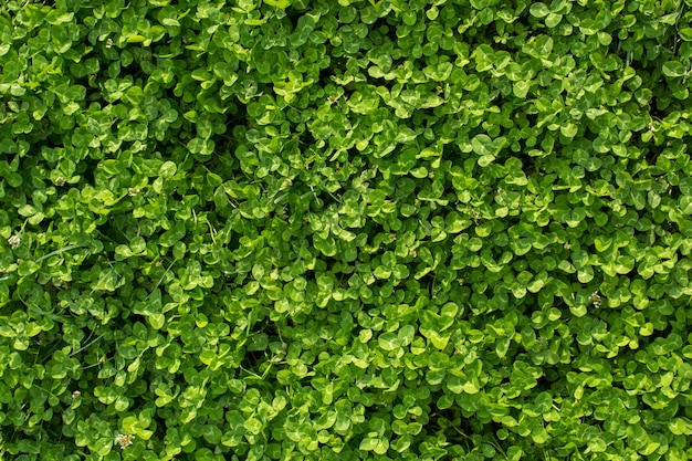 Hierba verde como fondo verde