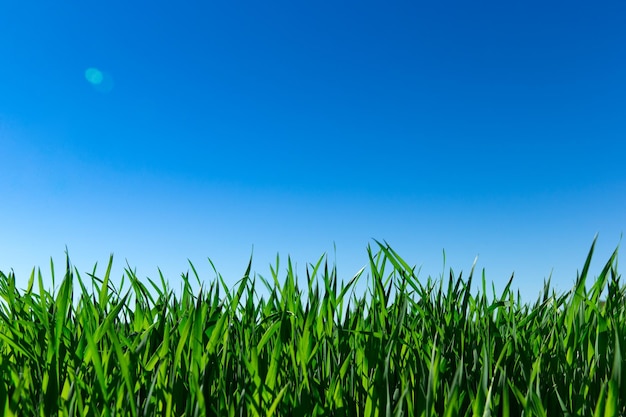 Hierba verde contra el cielo azul