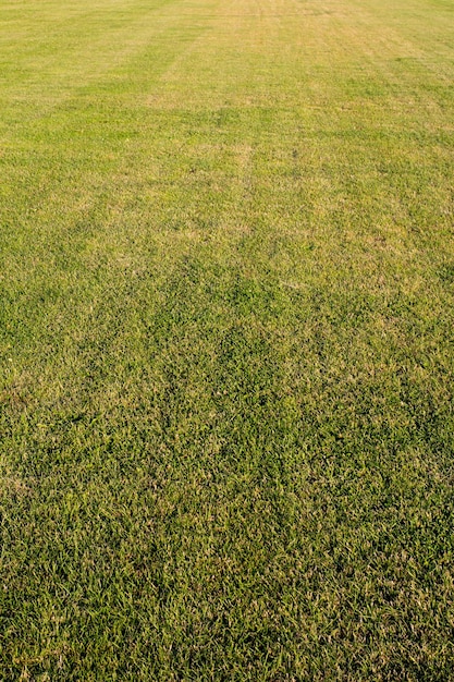 Foto hierba verde cortada en campo de golf