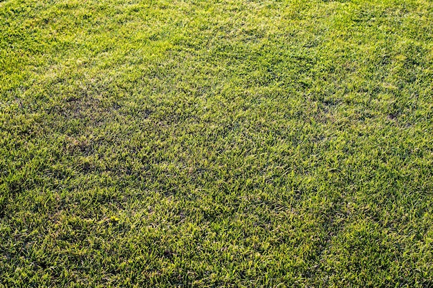 Hierba verde cortada en campo de golf