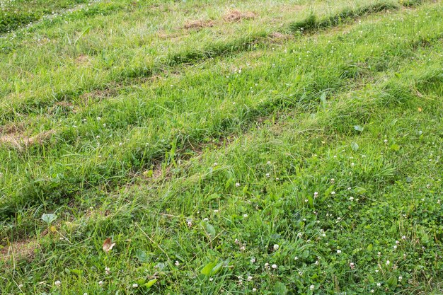 Hierba verde cortada en el campo vista superior de cerca