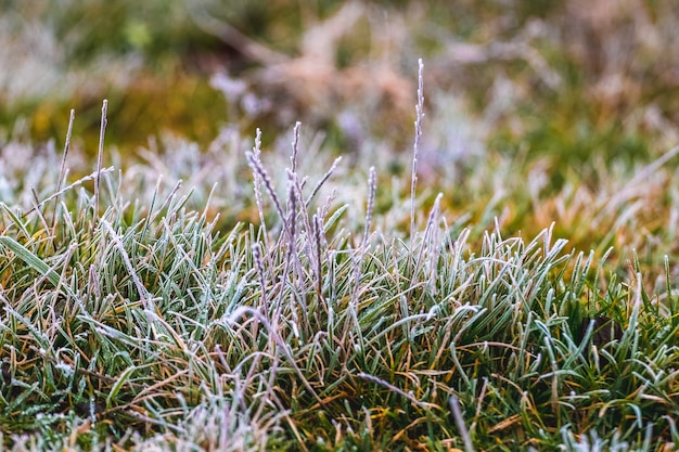 Foto hierba verde cubierta de escarcha en el bosque