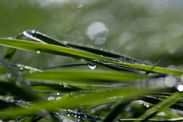 Hierba verde cubierta de gotas de agua después de la lluvia