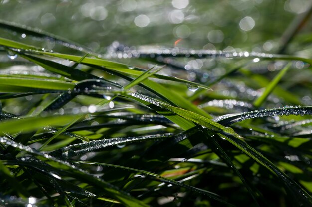 Hierba verde cubierta de gotas de agua después de la lluvia