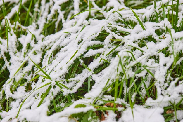 Hierba verde cubierta con la primera nieve.