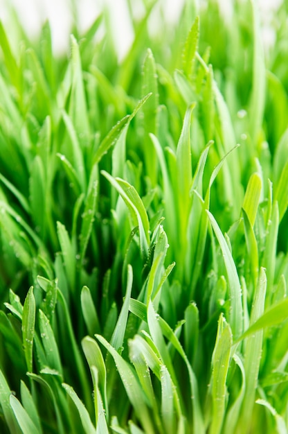 Hierba verde cubierta con superficie de gotas de agua