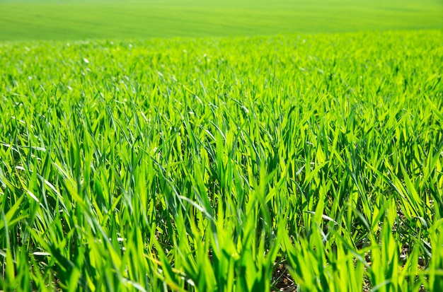 Hierba verde en un día soleado