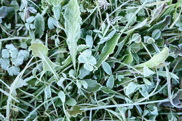 Hierba verde con escarcha matutina en el jardín, hierba congelada con escarcha en la pradera al amanecer.